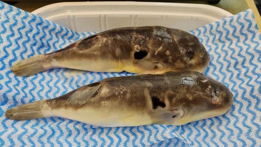 上海一男子食用“小巴鱼”后中毒，人工养殖河豚能吃吗？