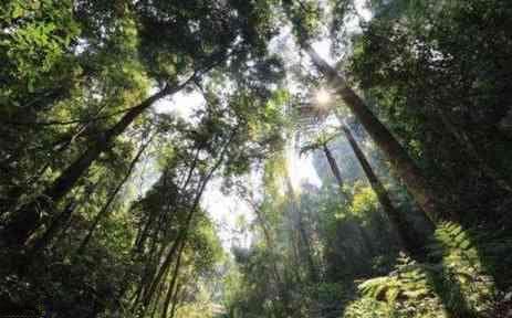 云南刮风寨古树茶：地理环境与文化价值的完美融合