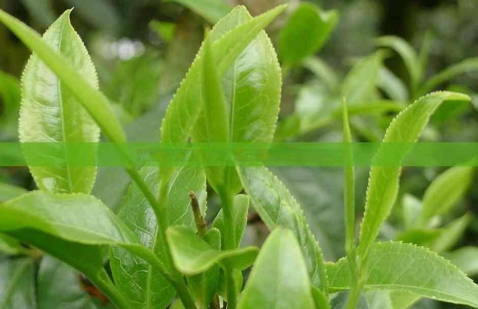 茶水冷藏饮用安全指南：安全饮用的条件与方法
