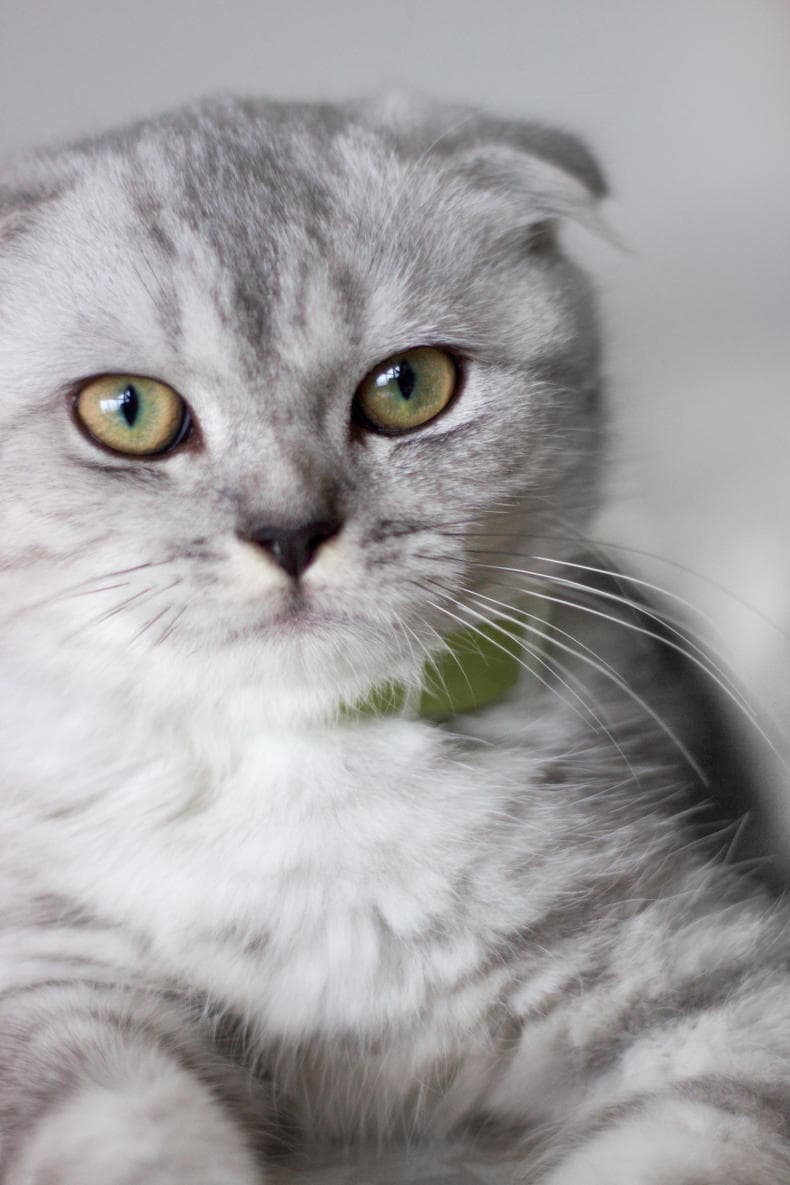 猫咪的性格分析：不同品种的猫性格不同
