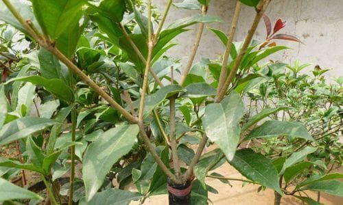 如何正确修剪你的桂花树（修剪时间、方法及注意事项，让桂花树焕发生机勃勃的生命力）