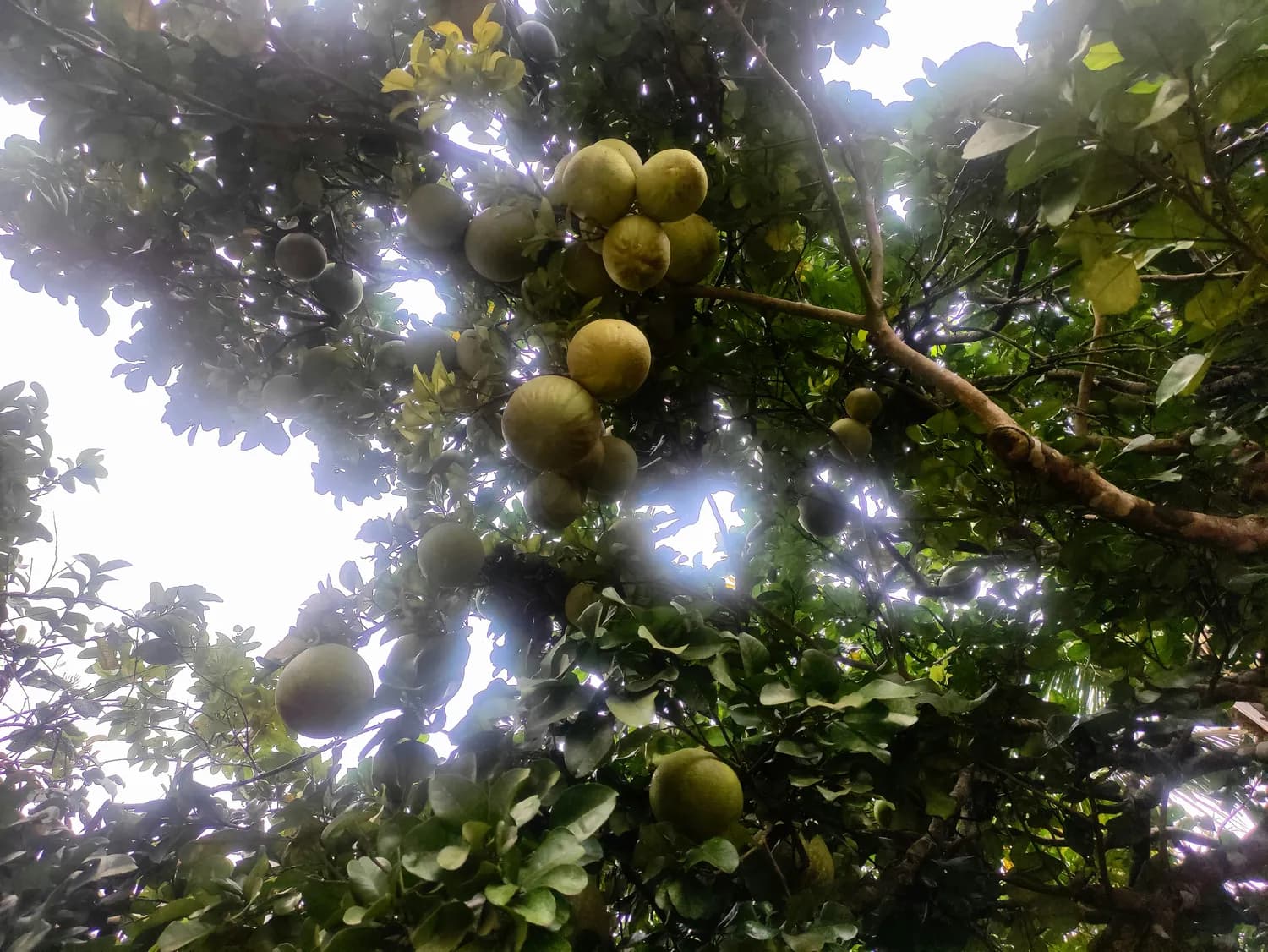 黄晶果落户茂名：29.7公顷种植面积居全省第一