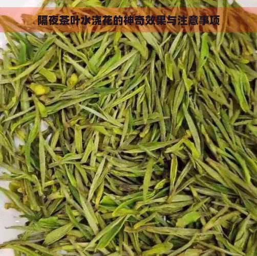 隔夜茶叶水浇花的神奇效果与注意事项
