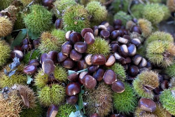 板栗的种类，常见的有北方栗、南方栗等