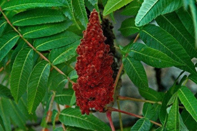 野漆树，有毒植物，过敏者触碰会引起红肿、瘙痒，全株有7大益处