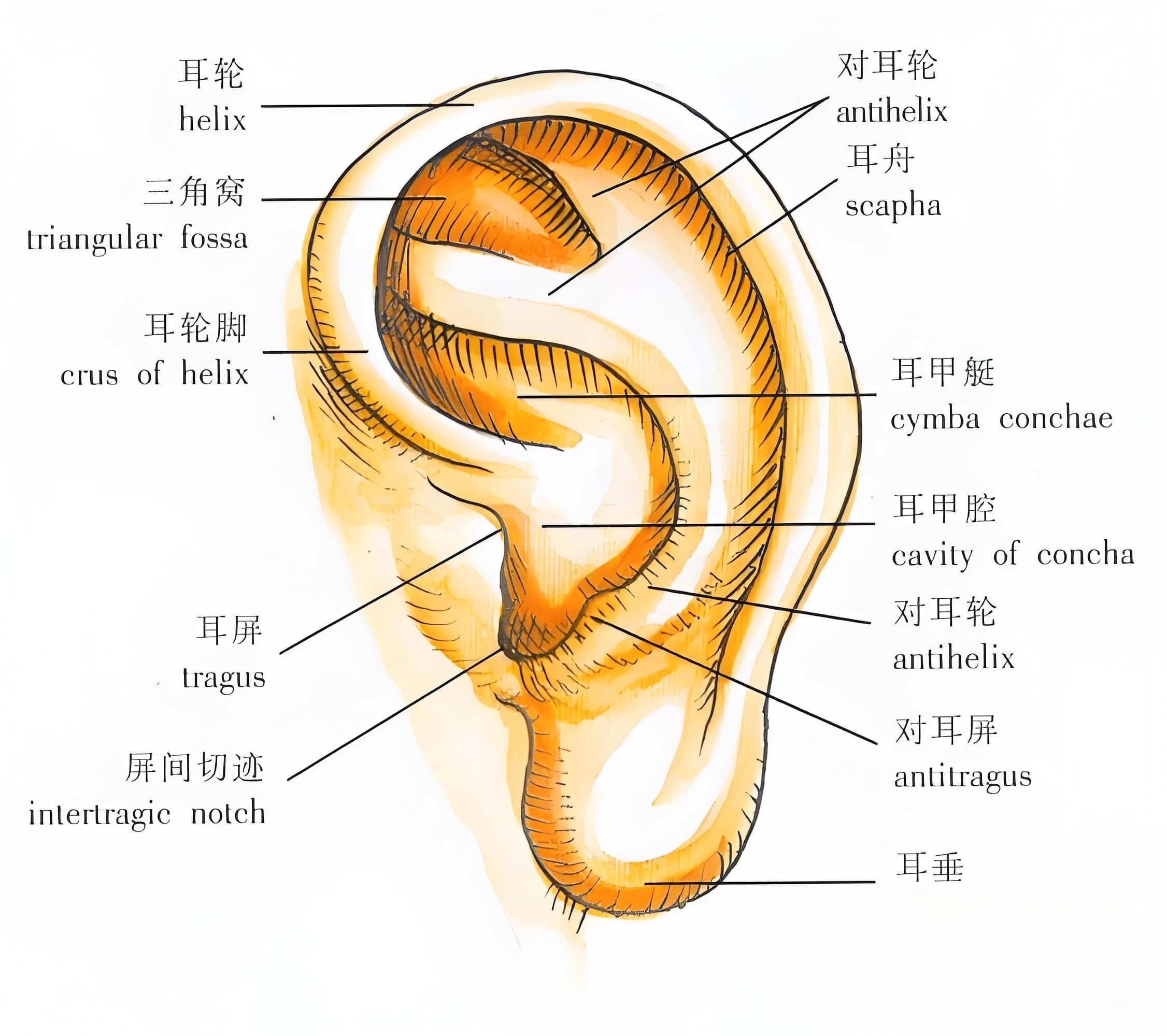 你了解耳朵吗？你知道耳朵为什么会动吗？