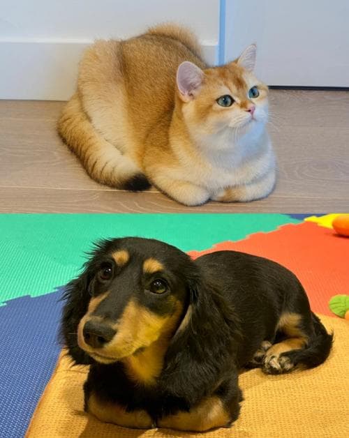 小狗小猫的特点有哪些？萌宠对比！小狗和小猫的特点大揭秘！