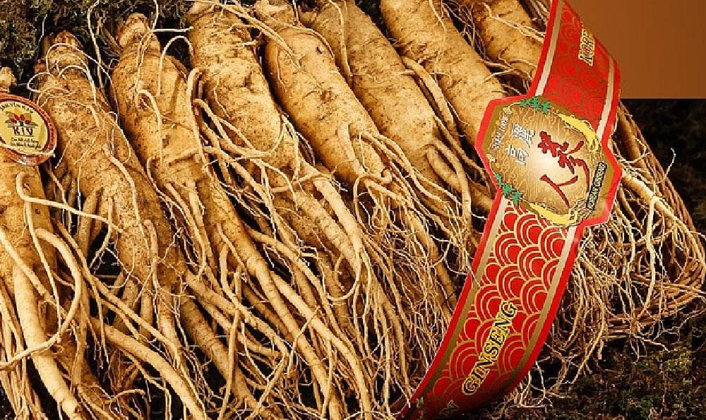 陈皮和莱菔子煮水的功效（莱菔子是白萝卜籽还是青萝卜籽）