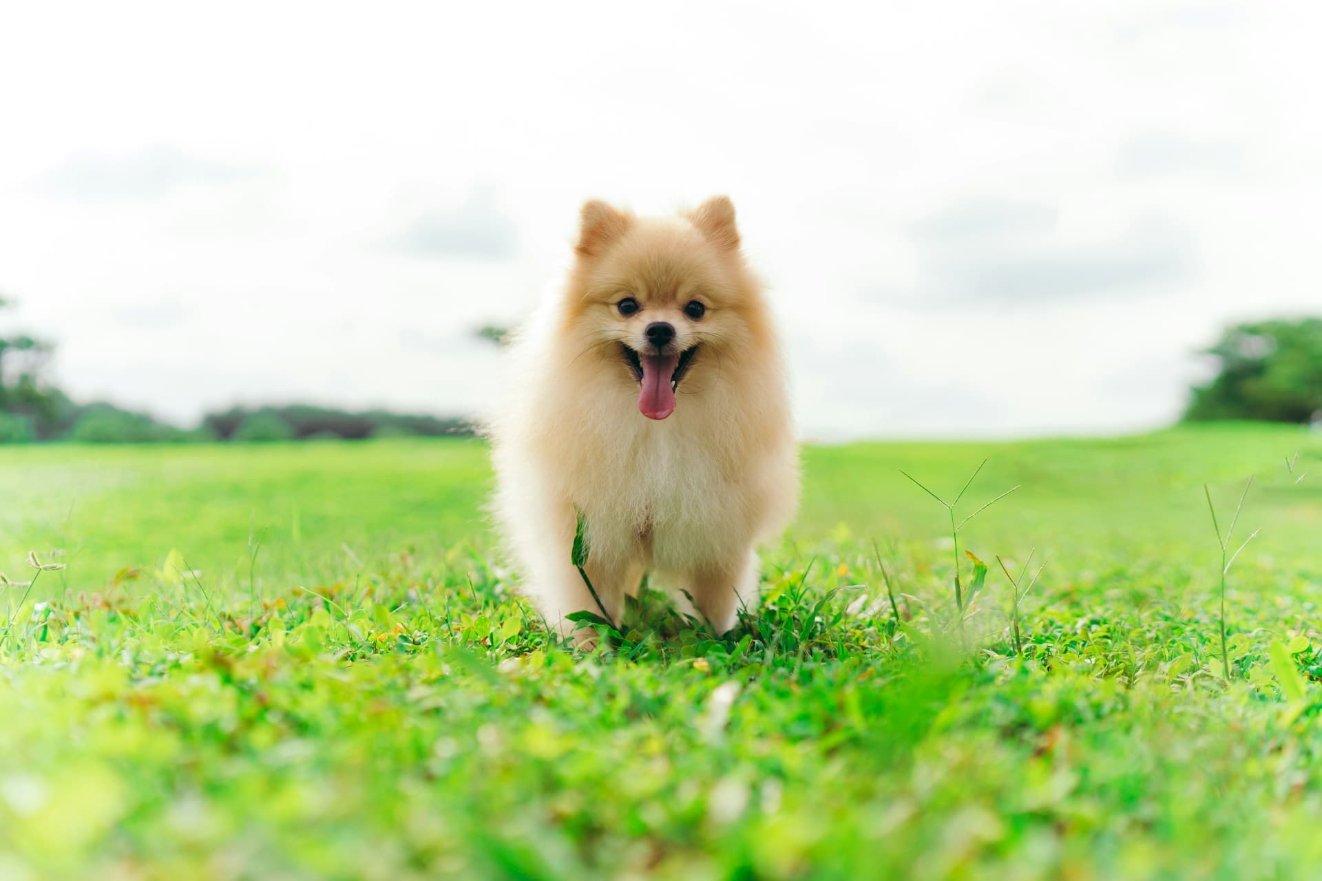 博美犬，起源于德国波美拉尼亚地区的玩赏犬