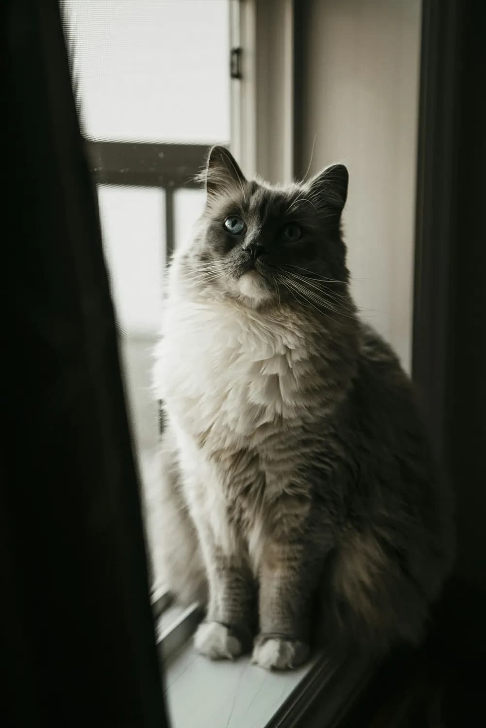 给布偶猫起个仙气满满的名字！