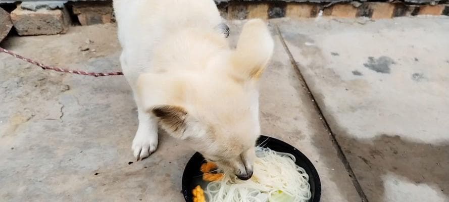 土狗如何科学喂养新生小狗（合理饮食搭配助力小狗健康成长）