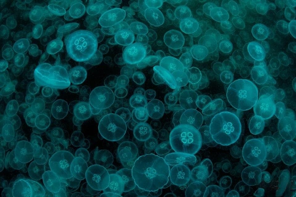 最早的发光动物是什么？新研究带来线索