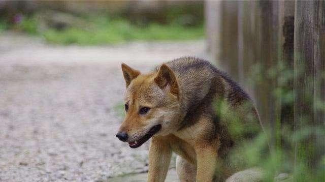中华田园犬的全面饲养指南：从饲料选择到训练技巧，掌握养护秘诀