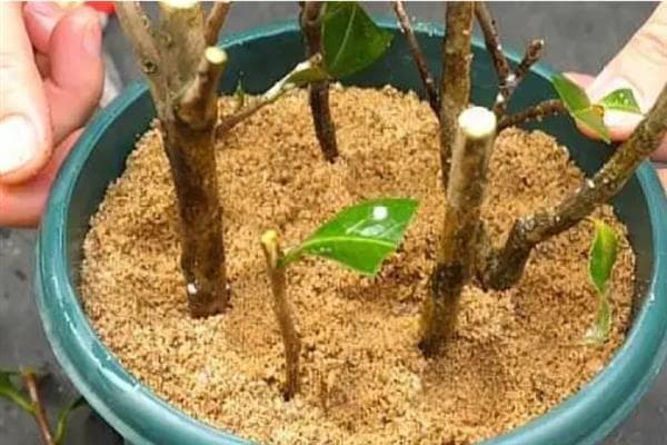 茶花繁殖与夏季养护完全指南