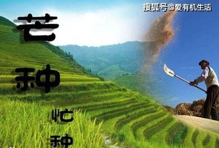 芒种习俗：芒种为什么要送花神