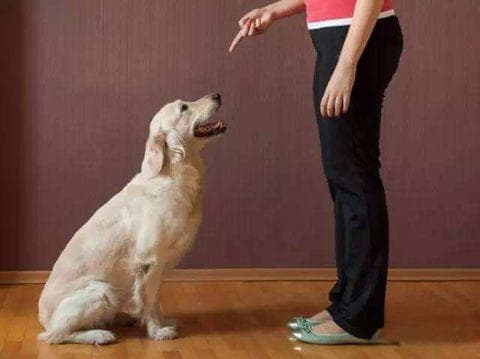 “狗狗进窝秘籍：训练技巧一招搞定！”