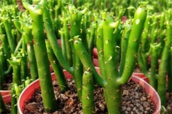 67种有毒多肉植物名单及养护注意事项