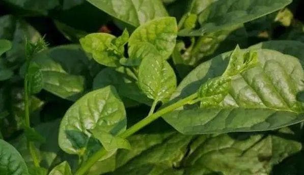 10种适合懒人种植的蔬菜，管理简单、产量还高，新手也能种！