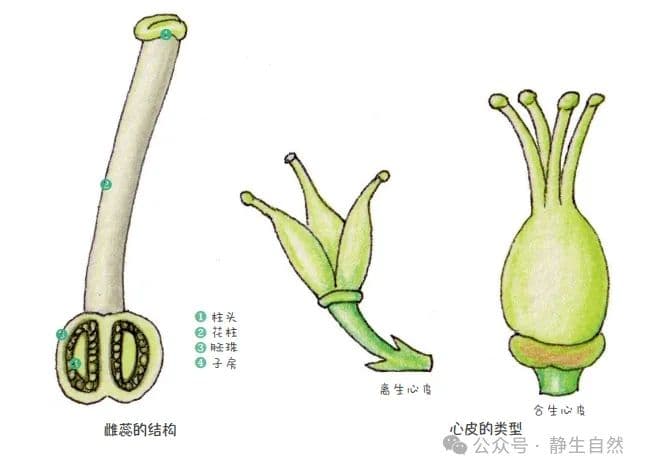 植物雌蕊结构详解：从心皮到柱头的生殖奥秘