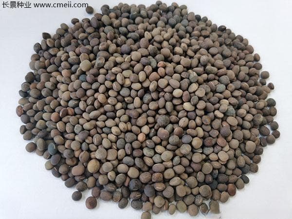 箭筈豌豆种子：从种植到管理的全方位指南
