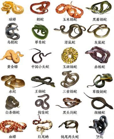 世界十条顶级毒蛇，一半以上生活在我国境内！