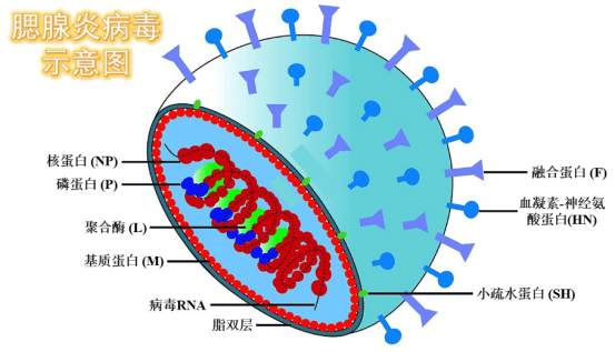 中国近10年流行性腮腺炎发病趋势概况
