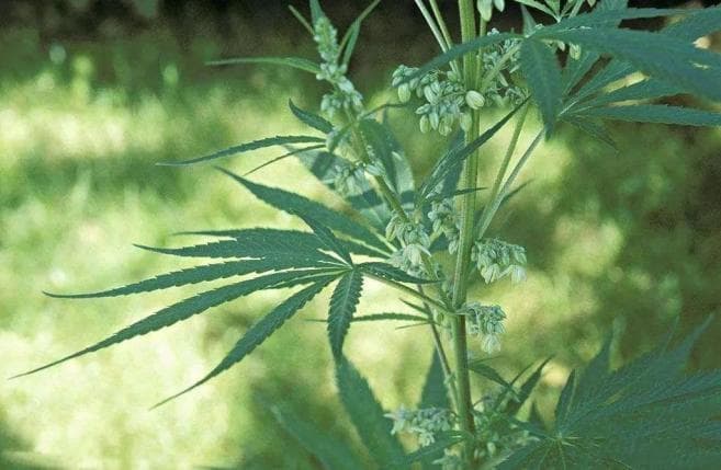 禁种铲毒 禁毒知识宣传教育