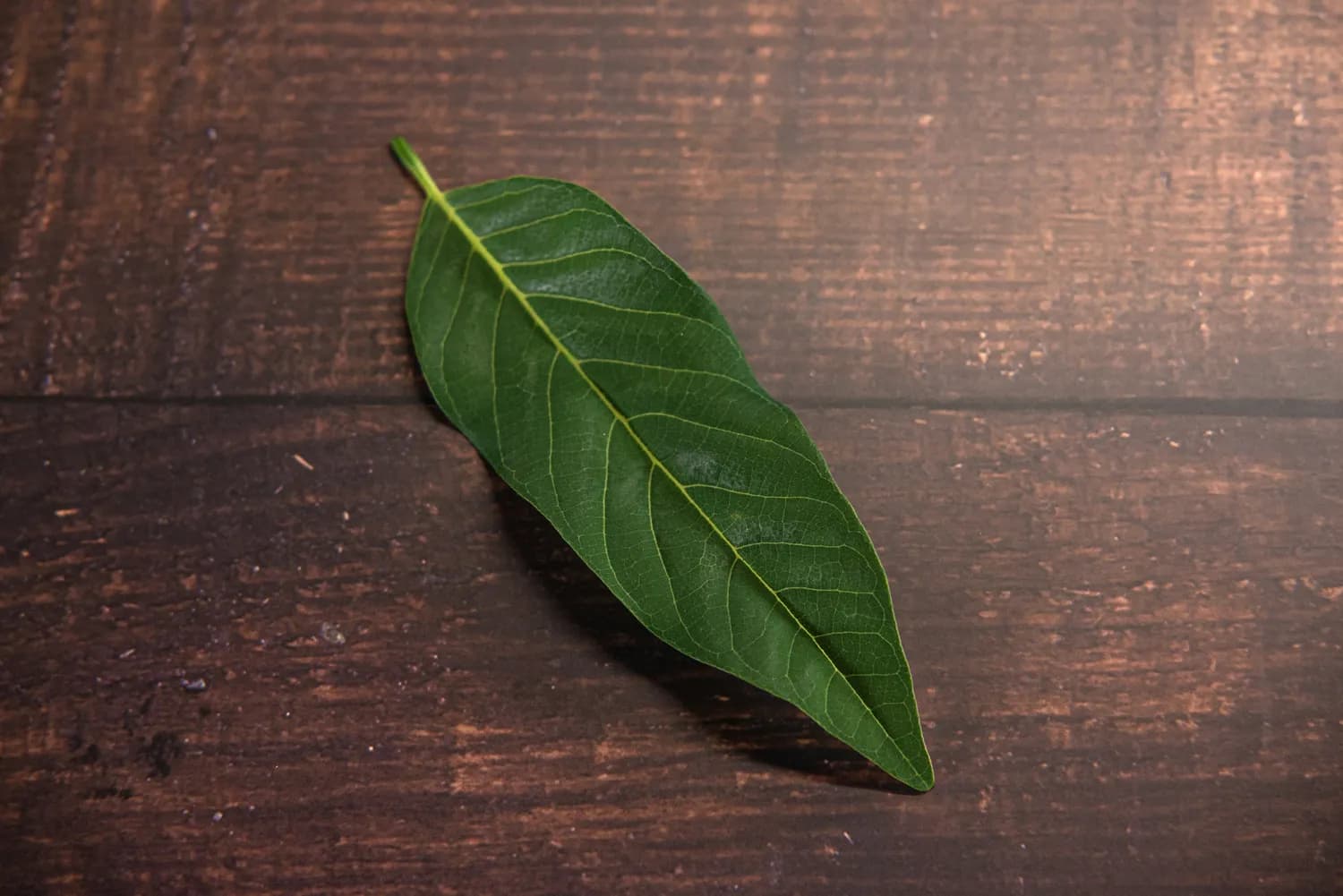 夏日健康帖：枇杷叶的神奇功效与食用指南