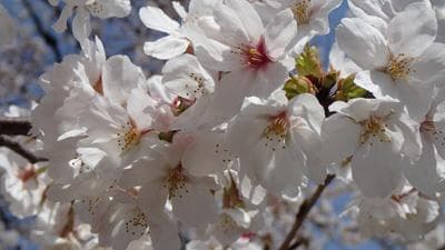 2025年日本樱花花开预测：53个观测点详细信息出炉