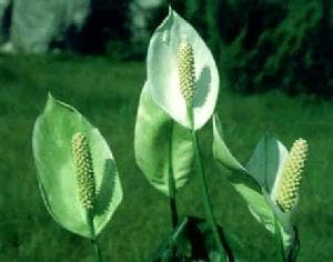 白鹤芋的养殖方法：温度、土壤、浇水全攻略