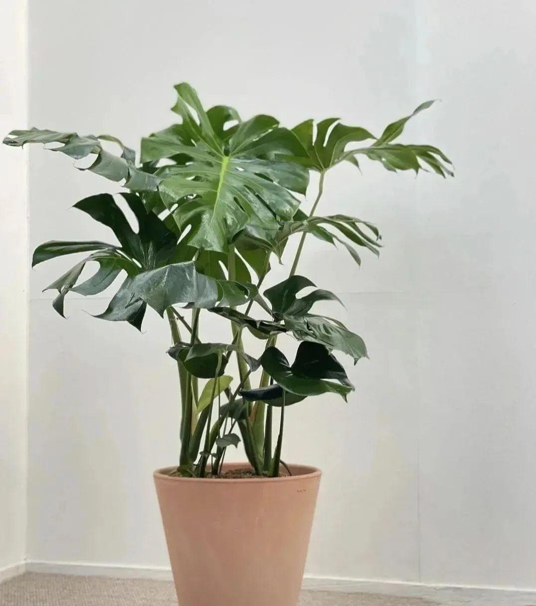 龟背竹：兼具观赏与净化功能的室内植物