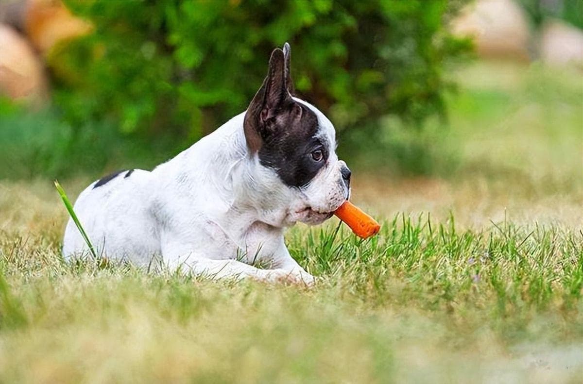 犬牙周炎：症状、原因、诊断与治疗全解析