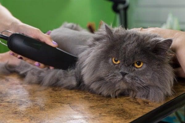 宠物美容价格全解析：猫咪狗狗洗澡、剪毛、剪指甲费用一览