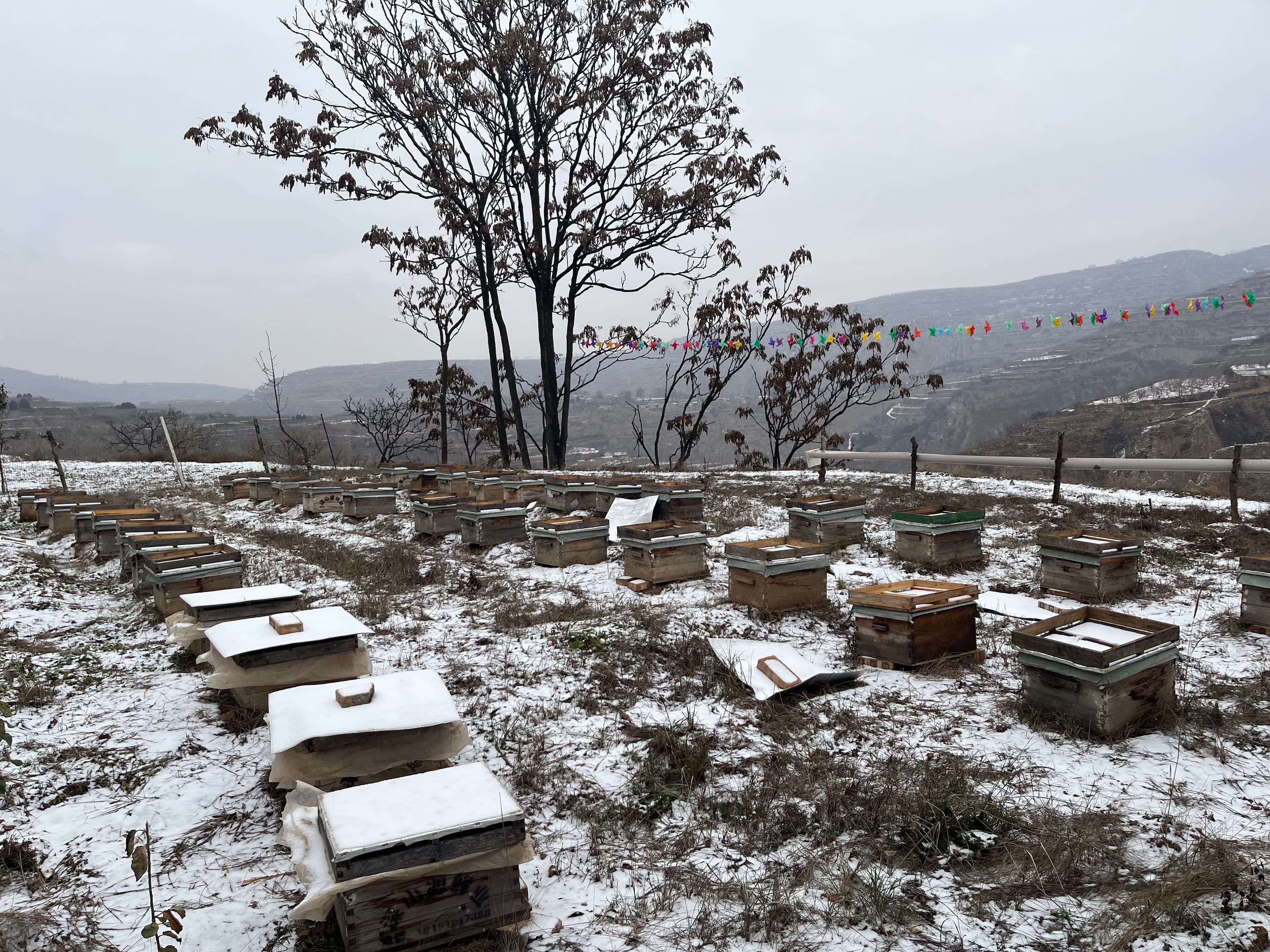 静宁果农王恩科：柠檬酸对蜜蜂有哪些重要作用
