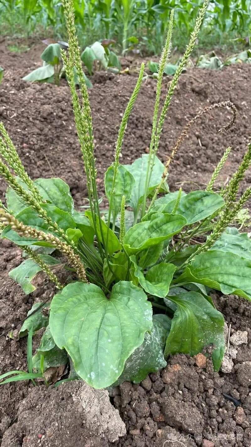 车前草：平凡野草的非凡功用