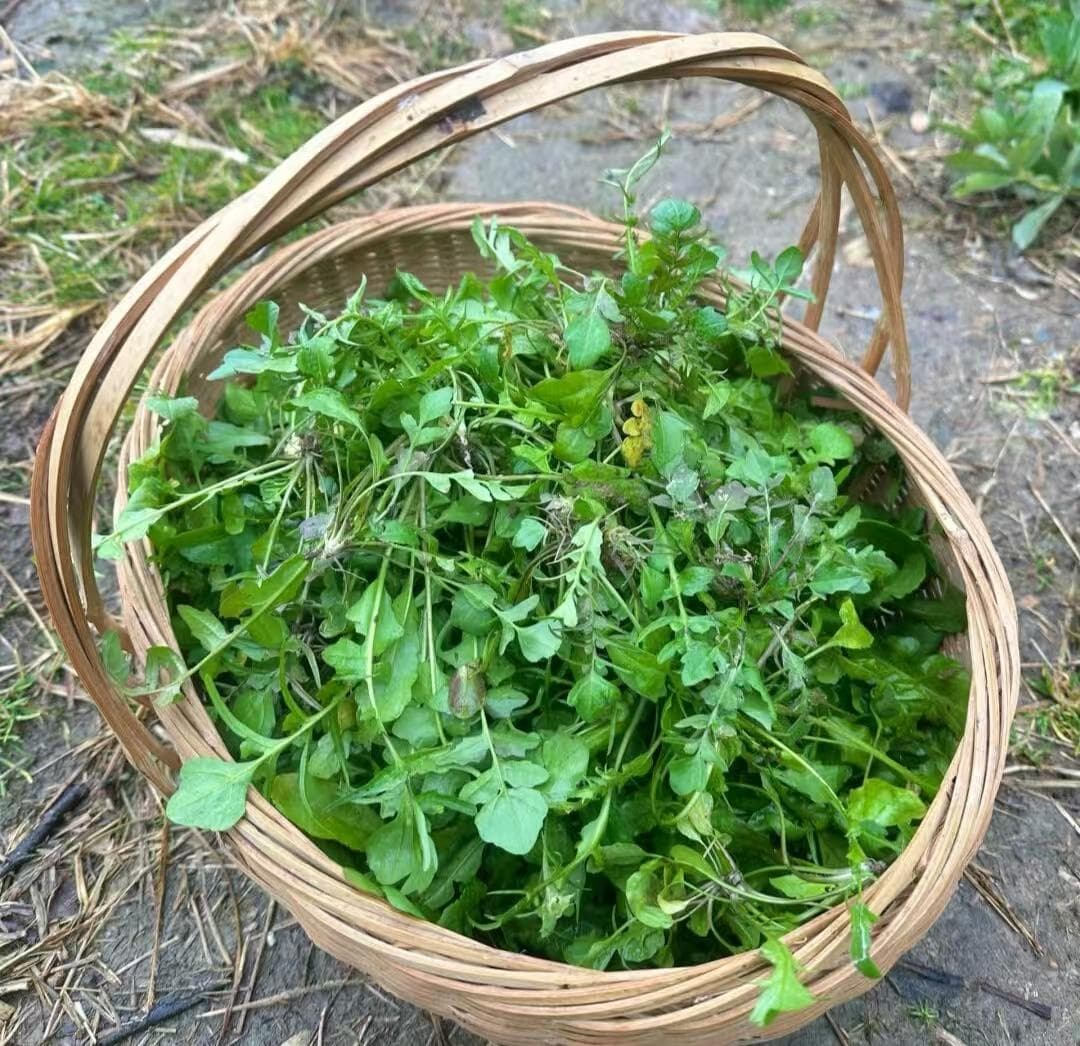 开春后这6种蔬菜别错过，应季新鲜价低营养高！