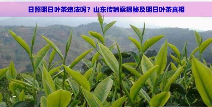 日照明日叶茶违法吗？山东传销案揭秘及明日叶茶真相