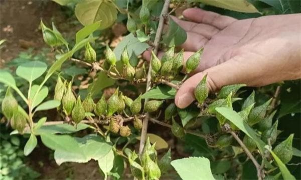 连翘怎样管理才能高产？连翘的田间管理方法