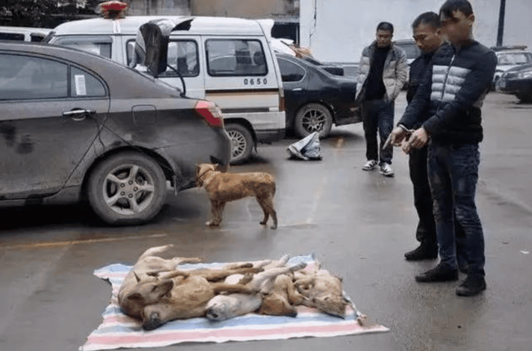重磅！国家部委明确：犬猫是非食用动物！