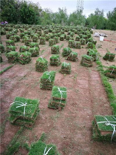百慕大草坪养护指南：从种植到管理的全方位详解