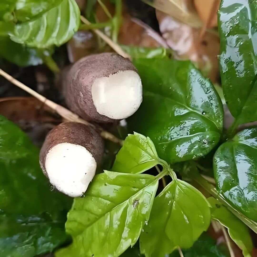 适合南方林下种植的中草药推荐