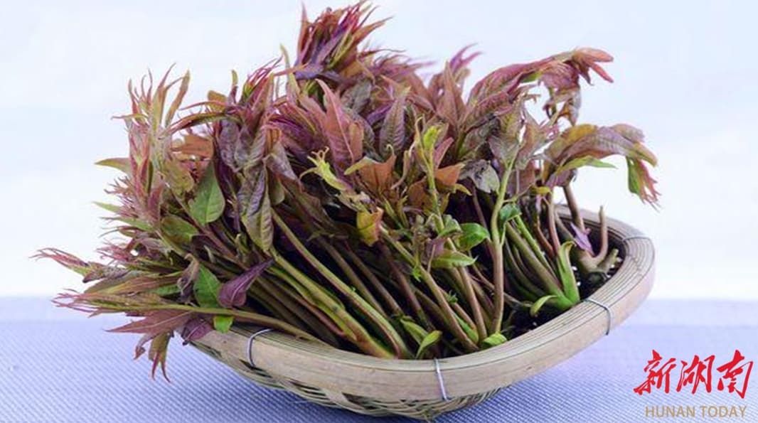 常德二医温馨提醒：美味“香椿芽”，正确食用、小心中毒！