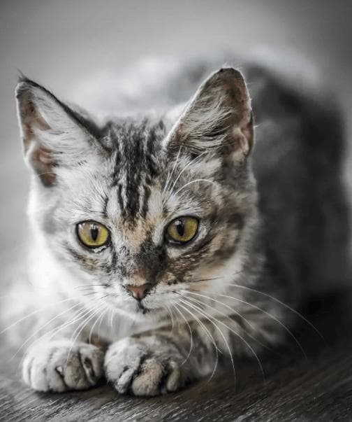 揭秘猫咪呼噜声：原来一摸就响，是这些甜蜜秘密！