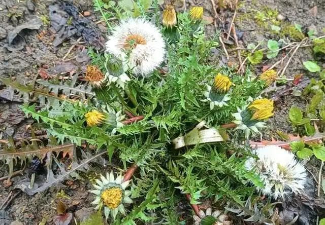蒲公英：被遗忘的春日养生圣品