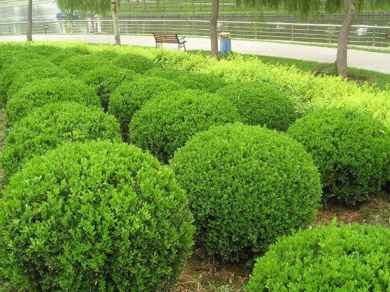 黄杨树种植方法及栽培技术
