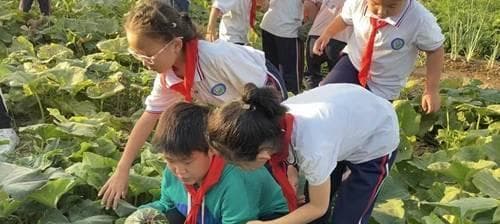 南瓜的收获时节（南瓜的生长过程和收获方法）