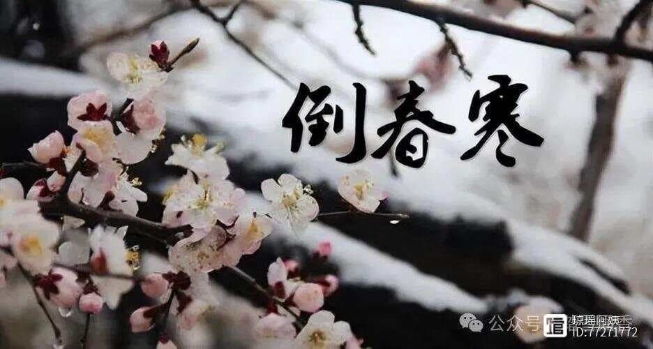 什么是“倒春寒”？科学解释与诗歌描绘