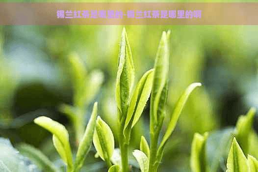 锡兰红茶的产地、历史与文化：斯里兰卡红茶的全面解析