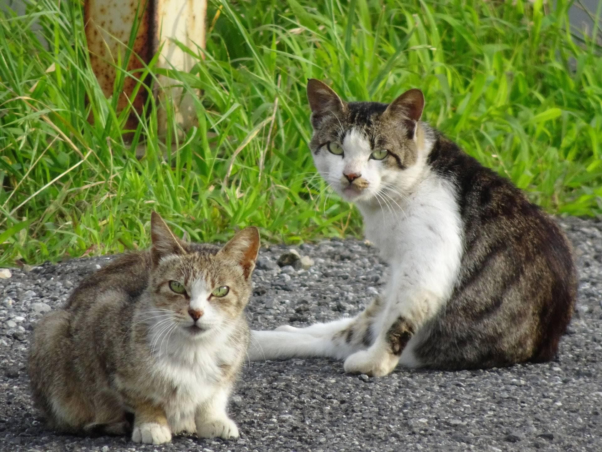 流浪猫处理的正确方式：从健康检查到送养的完整流程