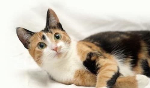 猫咪夜叫困扰？试试这5招！